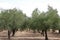 Olive grove