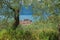 Olive grove above malcesine with view to the old town