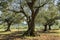 Olive grove with ancient olive trees