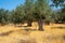 Olive grove with ancient trees