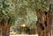 Olive grove with ancient trees