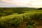 Olive Grove in Calabria, Italy