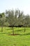 Olive grove. Concept of olives, tradition. Olive growing. View of an olive grove before harvesting olives.