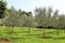 Olive grove. Concept of olives, tradition. Olive growing. View of an olive grove before harvesting olives.