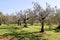 Olive grove. Concept of olives, tradition. Olive growing. View of an olive grove before harvesting olives.