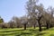 Olive grove. Concept of olives, tradition. Olive growing. View of an olive grove before harvesting olives.