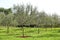 Olive grove. Concept of olives, tradition. Olive growing. View of an olive grove before harvesting olives.