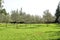 Olive grove. Concept of olives, tradition. Olive growing. View of an olive grove before harvesting olives.