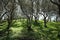 Olive grove with green grass at springtime from Corfu island