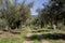 Olive grove growing with old clipped trees and dirt road