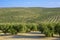 Olive grove on a hill
