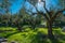 Olive grove in Kerameikos of Athens Greece