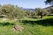 Olive grove with Koroneiki olives in Kalamata, Peloponnese region, Greece.