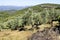 Olive grove with Koroneiki olives in Peloponnese, Greece