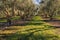 Olive grove with mature olive trees in autumn