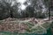 Olive grove with nets for harvesting olives, Ligurian mountains, Imperia, Italy