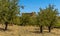 An Olive grove provides a perfect vantage point to view the Temple of Concordia in the ancient Sicilian city of Agrigento