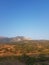 Olive Grove in a Rural Landscape