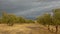 Olive grove in Sierra Nevada mountains under a cloudy evening sky,