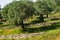 Olive grove on slope