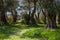 Olive grove with a small meadow and white flowers in Corfu