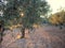 Olive Grove in Spain. Sanset