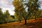 Olive Grove at Sunset; Calabria