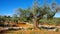 Olive grove, typical landscape in Spain