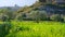 Olive grove,  typical landscape in Spain