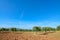 Olive grove under a blue sky