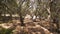 Olive grove under the old olive trees giving a shade in the bright sunny summer day