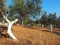 Olive Grove With Whitewashed Tree Trunks