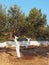 Olive Grove With Whitewashed Tree Trunks