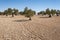 Olive groves in an agricultural landscape in Toledo