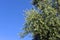 Olive groves, Andalusia, Spain