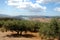 Olive groves, Axarquia, Spain.