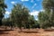Olive groves cultivated in Apulia, Italy, organic and natural farming