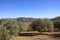 Olive groves and mountains of Andalucia in Southern Spain