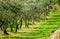 Olive groves in Tuscany landscape perspective