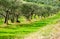 Olive groves in Tuscany landscape perspective