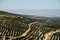 Olive groves, Ubeda, Spain.