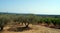 Olive groves and vineyards