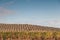 Olive groves and vineyards