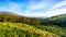 Olive groves and vineyards surrounded by mountains along the Helshoogte Road