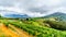 Olive groves and vineyards surrounded by mountains along the Helshoogte Road between the historic towns of Stellenbosch and Fransc