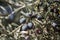 Olive harvest, newly picked olives of different colors and olive leafs.