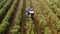 Olive Harvester passing over rows of Olive Trees, Aerial footage of the process.