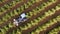 Olive Harvester passing over rows of Olive Trees, Aerial footage of the process.