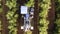 Olive Harvester passing over rows of Olive Trees, Aerial footage of the process.