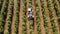 Olive harvester passing over rows of olive trees and softly shaking and detaching the olives off the branches.